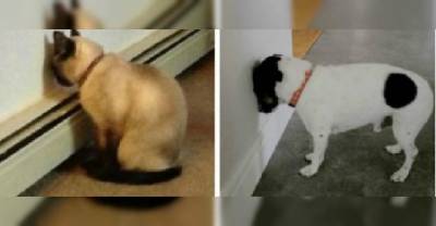 You Might Think Your Pet Is Being Silly When He Does This, But Take Him The Vet Immediately