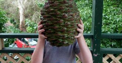 Man Sues San Francisco Park After Giant Pine Cone Hits Him In The Head