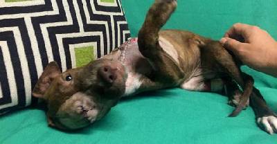 This Poor Dog With Three Legs Has The Biggest Heart Ever
