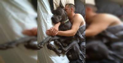 20 Huge Dogs That Don't Realize How Big They Are.
