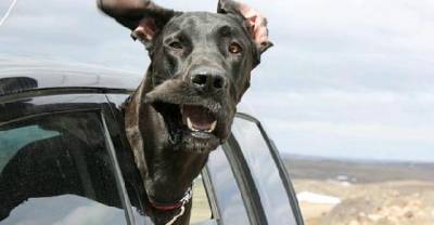 20 Dogs That Love Car Rides More Than Anything