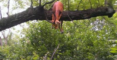 Crazy Reasons To Visit The Zoo Again And Again.