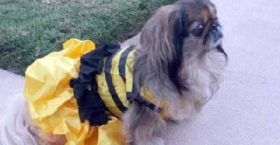 20 Pets Who Are Eagerly Waiting For Halloween