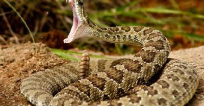 These Are Most Venomous, Toxic And Dangerous Snakes In The World