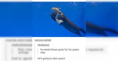 Times That Tumblr Has Dropped Some Serious Animal Knowledge