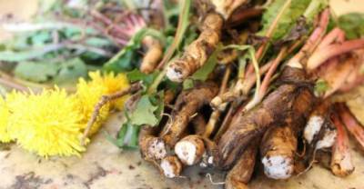 They Say Cancer Cells Decompose After Several Weeks With The Use of This Herb!