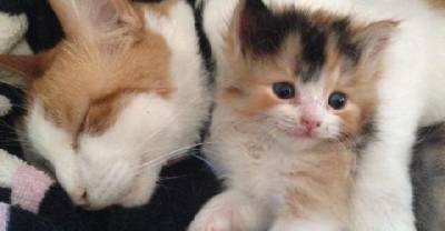 Man Spent Days Searching For Crying Kitten. His Determination Saved A Life!
