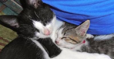 Blind Cat and His Seeing-Eye Brother Are The Best Of Friends