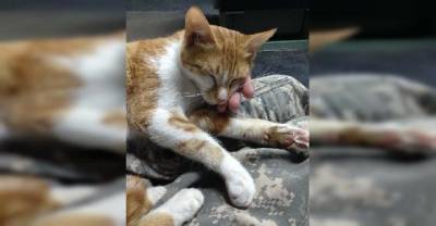 Two Kitties Won The Hearts Of Two Soldiers. They Couldn&rsquo;t Leave Them Behind..