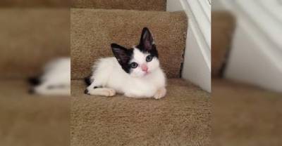 She Had Less Than A 10% Chance To Survive. This Orphan Kitten Surprised Everyone!