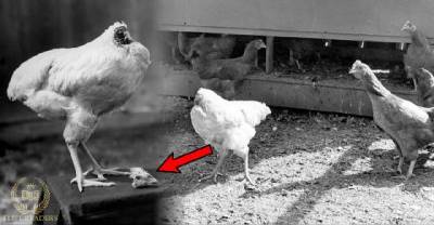 OMG! This Chicken Lived For 18 Months Without A Head!