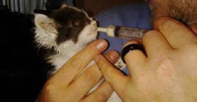 Stray Kitten Runs Up To A Man For Help. Then 6 Months Later...