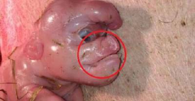 OMG! Mutant Pig Born With A Human Face
