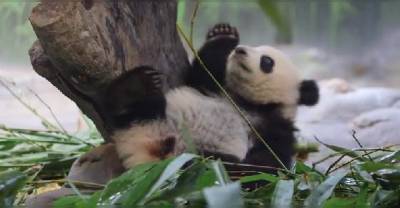 Absolutely Hilarious Things That Animals Are Thinking