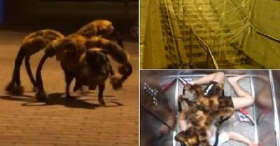Dressing Up A Dog Like A Giant Spider Turns Out To Be The Best Halloween Prank EVER. Watch What Happened!