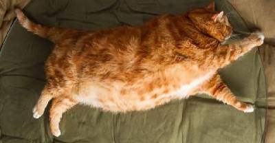 Rescued Cat Shed Over 20 Pounds From Obese To Healthy