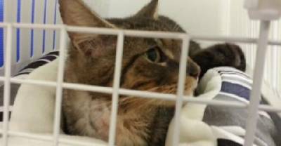 Humph The Cat: From Car-Hit Stray To Handsome Boy
