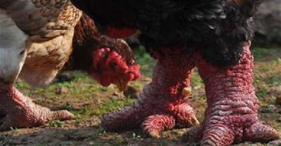 Dragon Leg Chickens- A Weird Chicken Breed And It's Beyond Strange