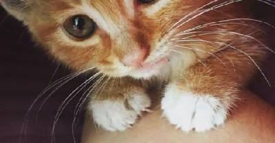 They Spent All Night And Morning Saving A Kitten. Now He Can&rsquo;t Stop Cuddling His Rescuer