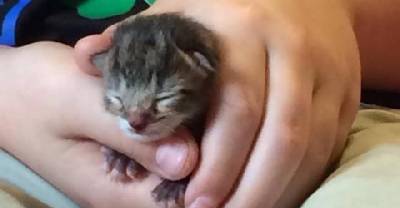 Newborn Kitten Surprised Family When They Found Her On Their Porch