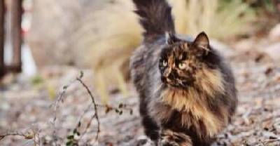 The Feral Cats Of Disneyland