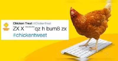This Chicken Is Currently Running A Twitter Account