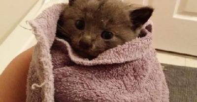 Woman Keeps Trying Until She Saves This Tiny Kitten From A Deep Storm Drain