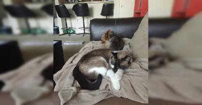This Man Was A Dog Person His Whole Life. Now His Life Has Been Changed By A Cat!
