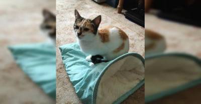 No One Expected This Kitten Born With A Broken Heart To Survive. A Year Later... Look At Her Now