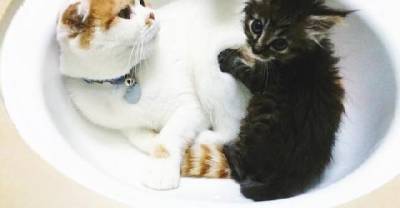 Scottish Fold Cat Takes In Scrappy Rescue Kitten And Becomes Her Foster Dad