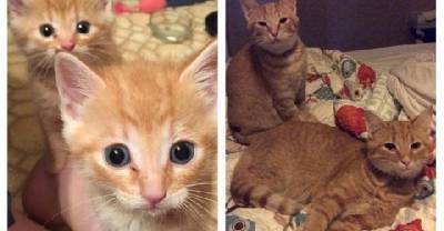 A Year Ago Two Ginger Kittens Were Found Crying Under AC Unit. Look At Them Now!