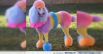 10 Dogs Who Are Not At All Happy About Their New Hilarious But Awful Haircuts!