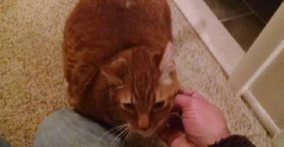 Man Rescues Cat From Empty House While Touring Properties. Didn't Buy The House. Did Take The Cat