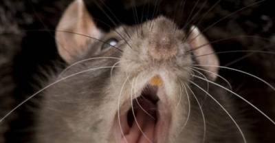 Prepare Yourself For The Age Of The Super-Rat