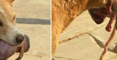 This Stray Dog Found A Newborn Baby On the Street, What The Dog Did Was SHOCKING!