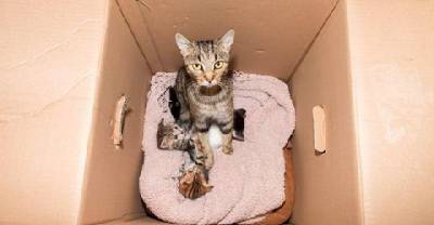 They Were Surprised By What They Found Inside A Discarded Box