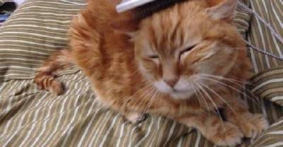 18 Year Old Rescue Ginger Finally Has A New Home! What A Difference It Makes!