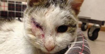 A Family Saved One-eyed Stray Cat And Named Him Pirate!