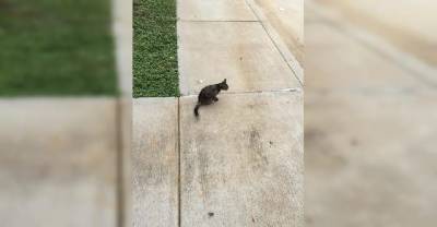 Stray Kitten Wandered Up To Factory Door And Stole Man&rsquo;s Heart
