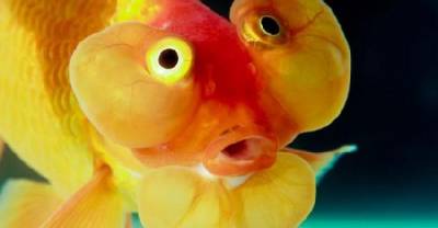 Don't Flush That Goldfish Down The Toilet!