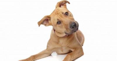 Here&rsquo;s Why Dogs Tilt Their Head To The Side