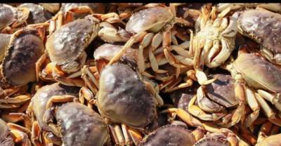 Officials Warn: Don't Eat These!