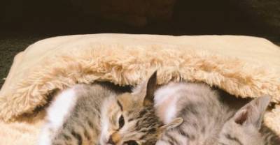When These Kitties Discover Heated Foot Warmer... Too Cute