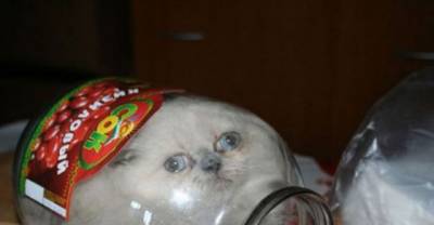 Cats Who Immediately Regretted Their Poor Life Choices