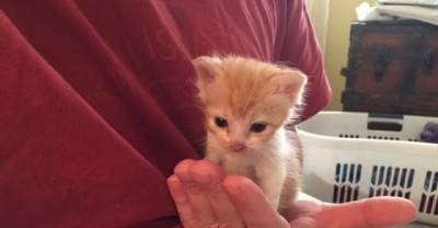 Rescue Kitten Discovers Cuddles, Now Can&rsquo;t Stop Hugging Back