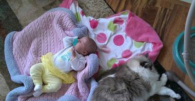 Cat Guards His Little Human Sister