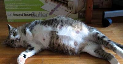 Rescue Cat Surprises Shelter with 9 Little Fur Babies!
