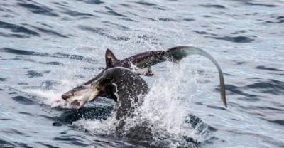 If You Think Sharks Are The Most Deadliest Animals Of The Sea Then You Haven't Met The King Of The Sea Yet