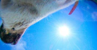 What Happens When You Give A Reindeer A Camera