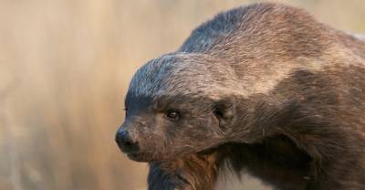 Does The Honey Badger Live Up To It's Hype?